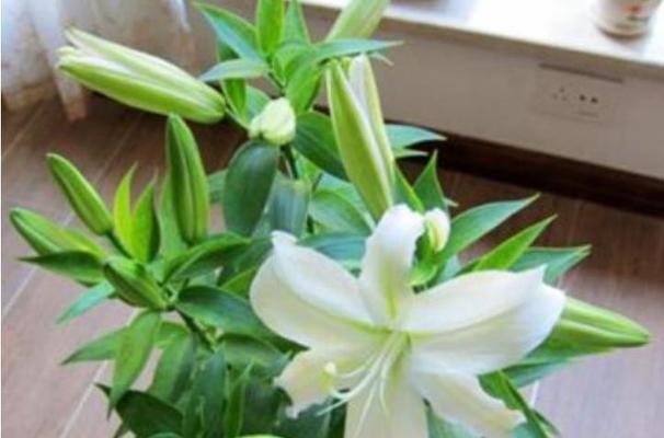 百合花的养殖方法与养护要点（从种植到盛开）