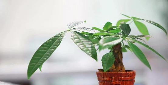 办公室风水，如何选择适合的植物（让办公室添一抹绿色）
