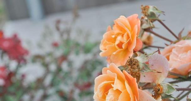 花语（用花语传递陪伴的力量）