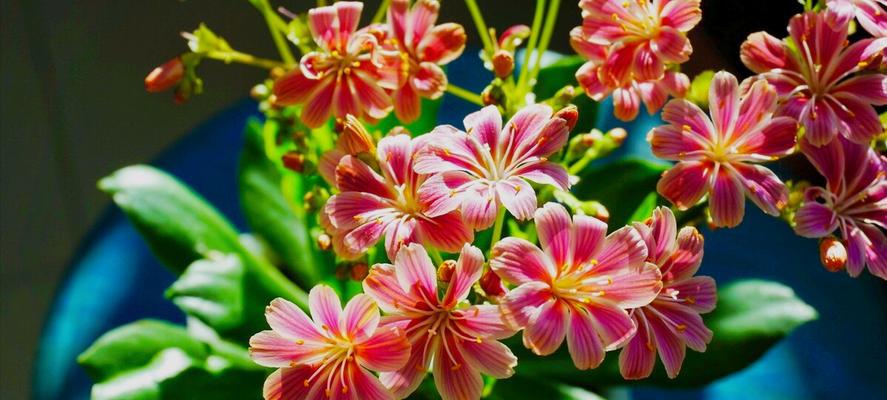 花语（用花语传递陪伴的力量）
