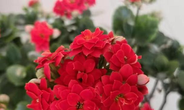 花语（用花语传递陪伴的力量）