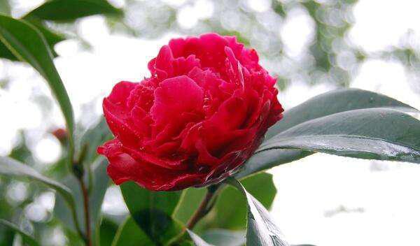 茶花花语与其代表意义（揭秘茶花的心语）