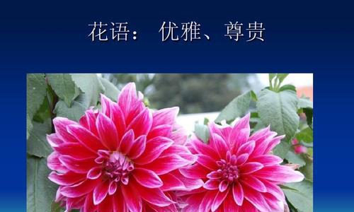 雏菊的花语和寓意（雏菊花语解析及其象征的美好寓意）