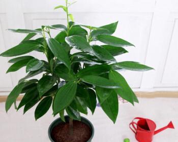 平安树的种类和象征意义（探索代表平安的树）