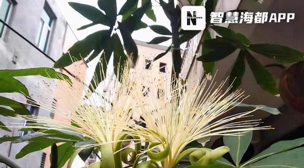 发财竹开花的花语与寓意（揭示发财竹开花的奇迹与福运）