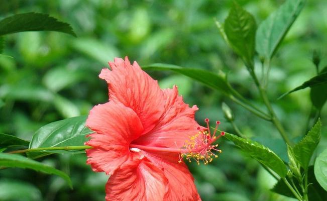 扶桑花的象征意义（美丽绽放与无畏坚韧——扶桑花的内涵与传承）