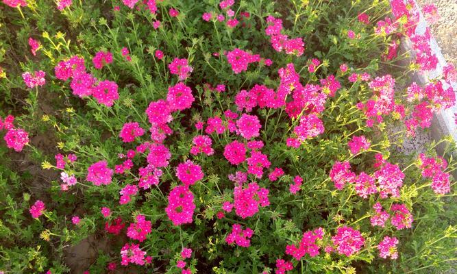 波斯菊的花语与传说（揭秘波斯菊的神奇力量）