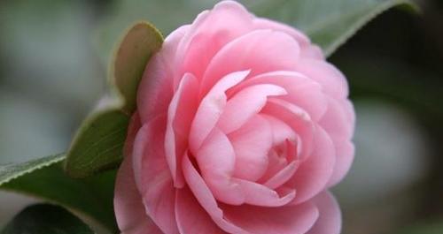 红色山茶花的花语与意义（红色山茶花的美丽与喜庆）
