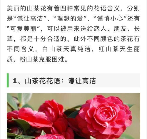 红色山茶花的花语与意义（红色山茶花的美丽与喜庆）
