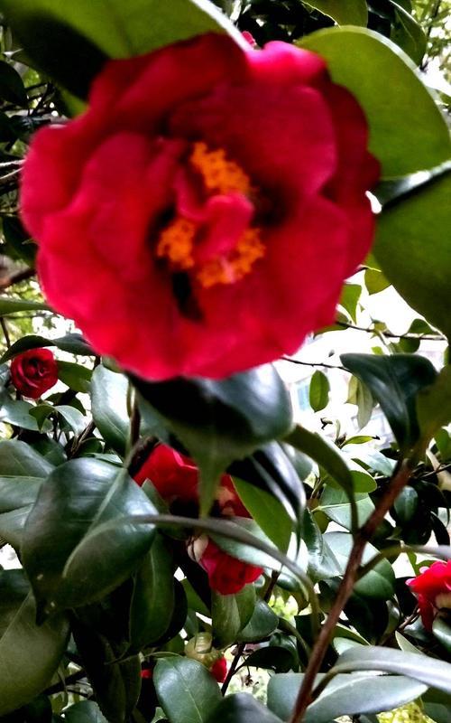 红色山茶花的花语与意义（红色山茶花的美丽与喜庆）