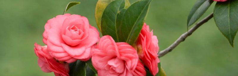 茶花之美（品味茶花之美）