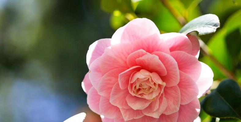 茶花之美（品味茶花之美）