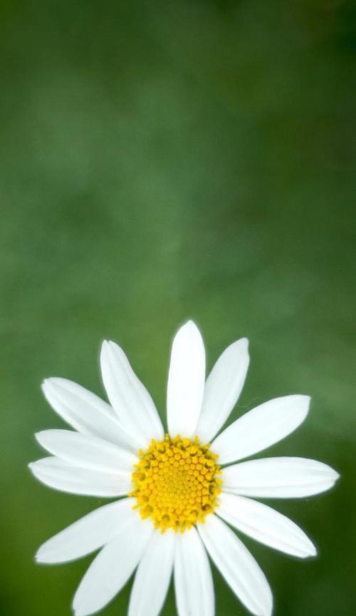 小雏菊的花语和寓意（探寻小雏菊的花语和象征意义）