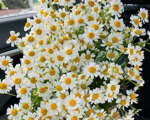 小雏菊的花语和寓意（探寻小雏菊的花语和象征意义）