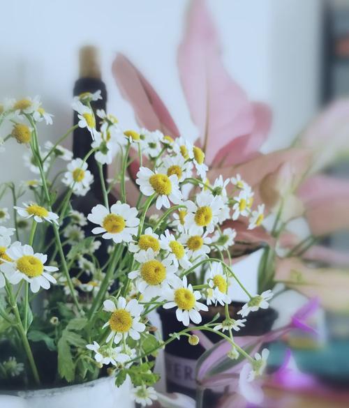小雏菊的花语和寓意（探寻小雏菊的花语和象征意义）