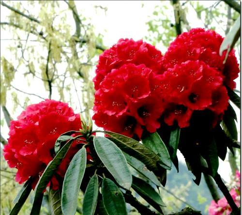杜鹃的花语（杜鹃花盛放）