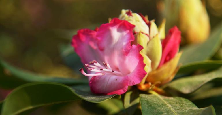 杜鹃的花语（杜鹃花盛放）