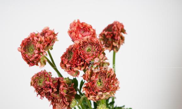 非洲菊的花语（非洲菊的美丽绽放及其象征意义）