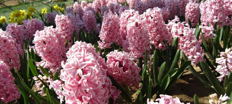 风信子花语与寓意（探寻风信子花语的神秘魅力）