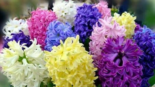 风信子花语与寓意（探寻风信子花语的神秘魅力）