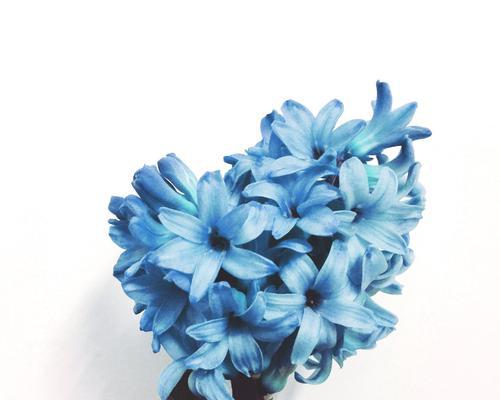 红色风信子花语的意义与传达方式（红色风信子）