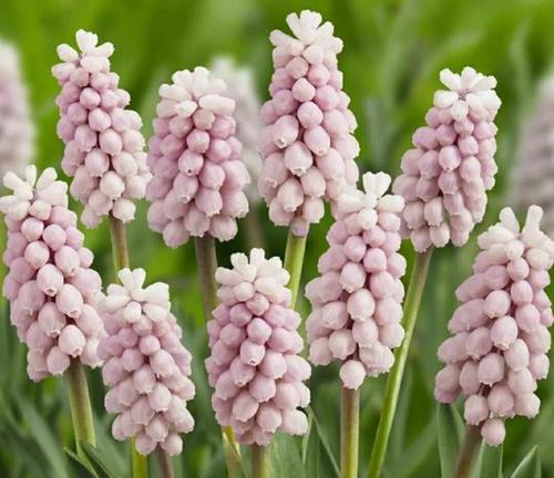 红色风信子花语的意义与传达方式（红色风信子）