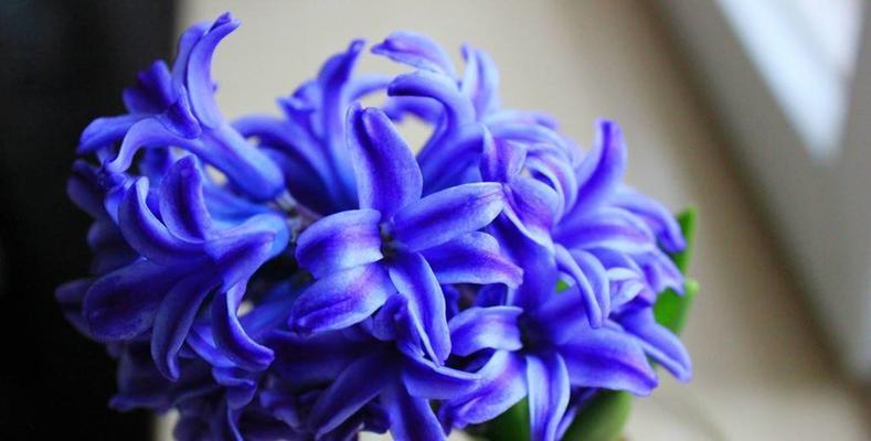 风信子花语（探寻风信子花语的美丽诗意与祝福）