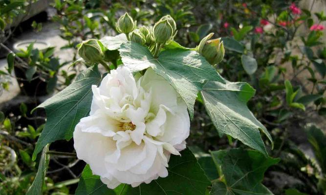芙蓉花语（探寻芙蓉花的美丽与哲理）