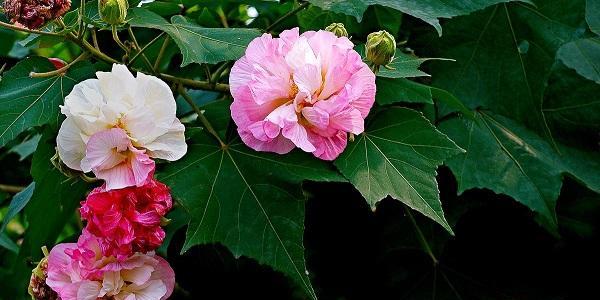 芙蓉花语（探寻芙蓉花的美丽与哲理）