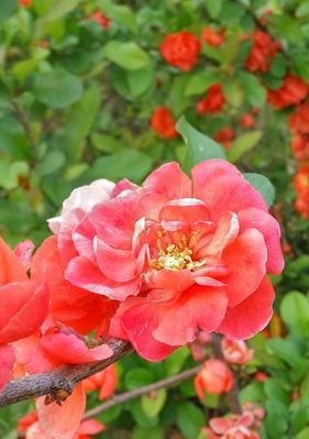 海棠花（海棠花的美丽与意义）