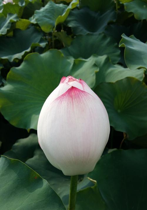 荷花之美（花开水面）
