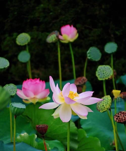 荷花之美（花开水面）
