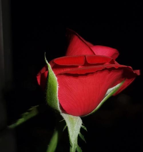 红玫瑰花的浪漫寓意（探索红玫瑰花在不同文化中的象征意义）