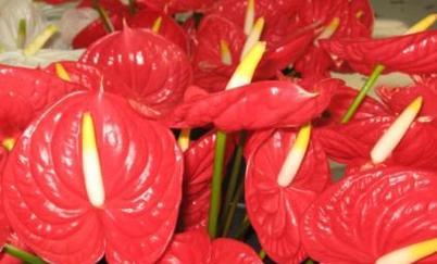 红掌花语（鲜花中的诗意）
