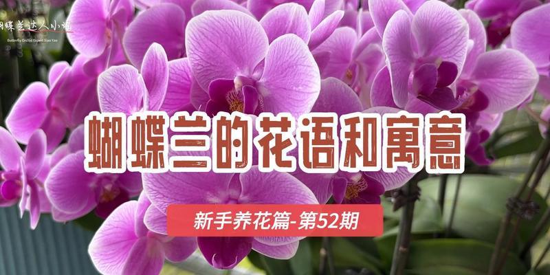 蝴蝶兰的花语与魅力（探寻蝴蝶兰背后的花语之美）