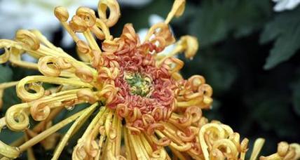 菊花的象征意义及文化价值（菊花）