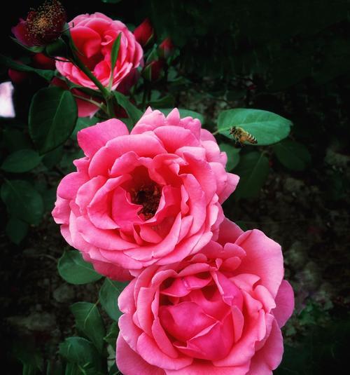 月季花的开放时间和花语（一年四季的月季花开放时间表及其寓意）