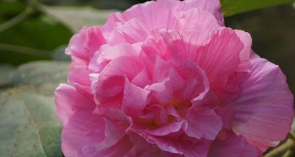 白芙蓉花（探寻白芙蓉花的文化内涵及象征意义）