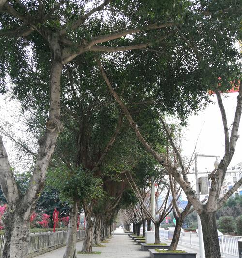 探寻榕树的花语与文化寓意（榕树）