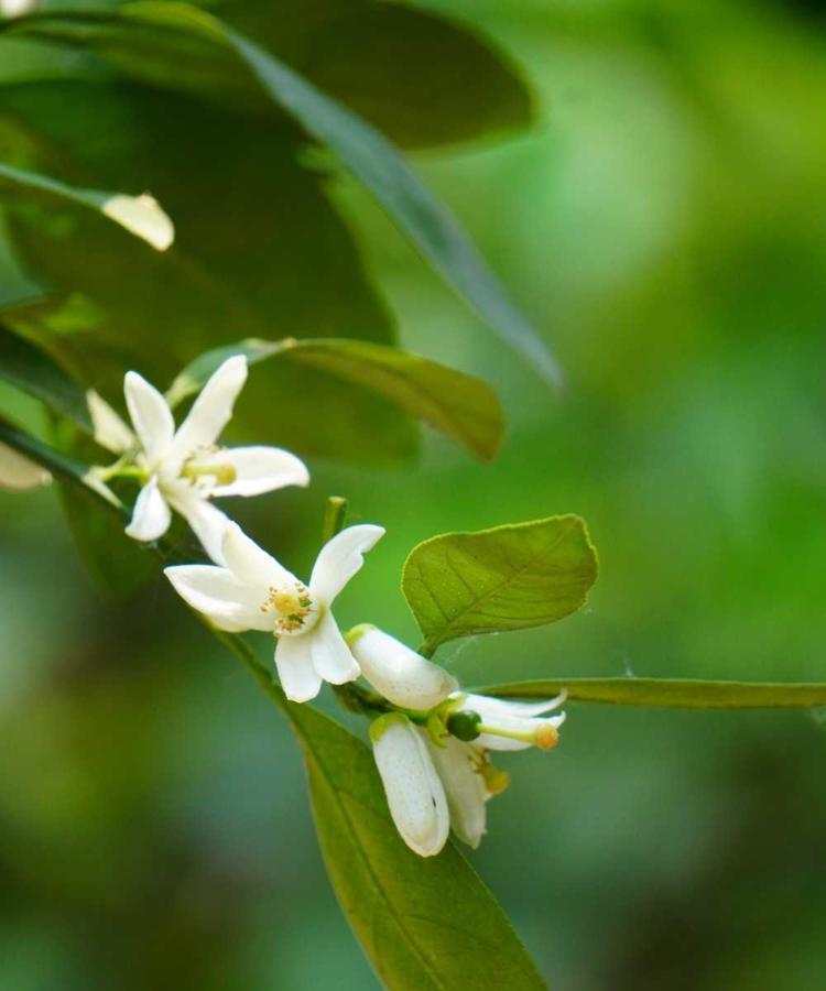 橘子花（橘子花的文化内涵与象征意义）