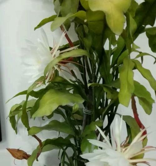 昙花（昙花花语及代表意义）
