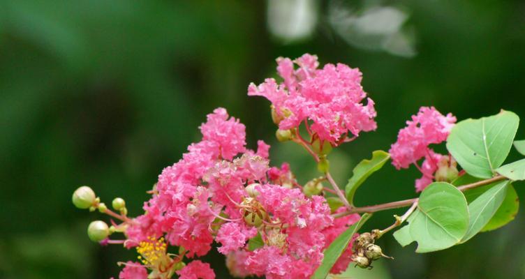 安阳市花紫薇花的象征意义（祥瑞吉祥）