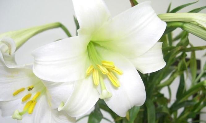 白百合花的象征意义及文化传承（探寻白百合的美与哲学）