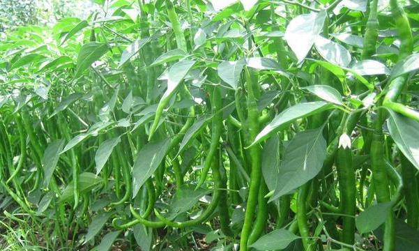 如何科学种植辣椒（掌握辣椒种植间距的要领）