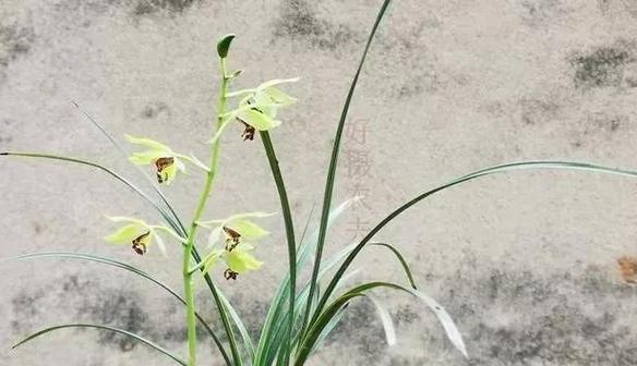 为什么兰草不开花（探究兰草不开花的原因与解决方法）