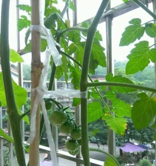 圣女果浇水的正确方法（做好浇水）
