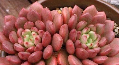 红宝石的养护秘诀（培育出美丽的红宝石花盆）