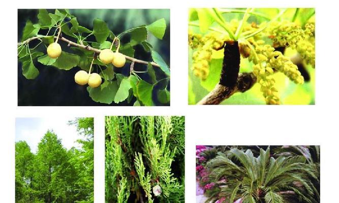 杨树是裸子植物吗（深入探究杨树的分类）