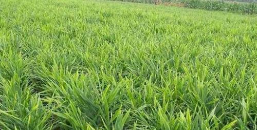 姜的最佳种植时间（选择适宜的季节和方法）