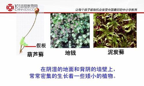 节节草与麻黄草的区别（解析两种植物的特征及功效）